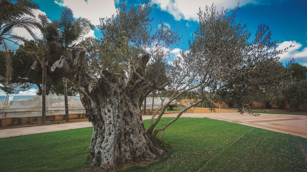 This olive tree, which was imported by Azzam after a long search through villages